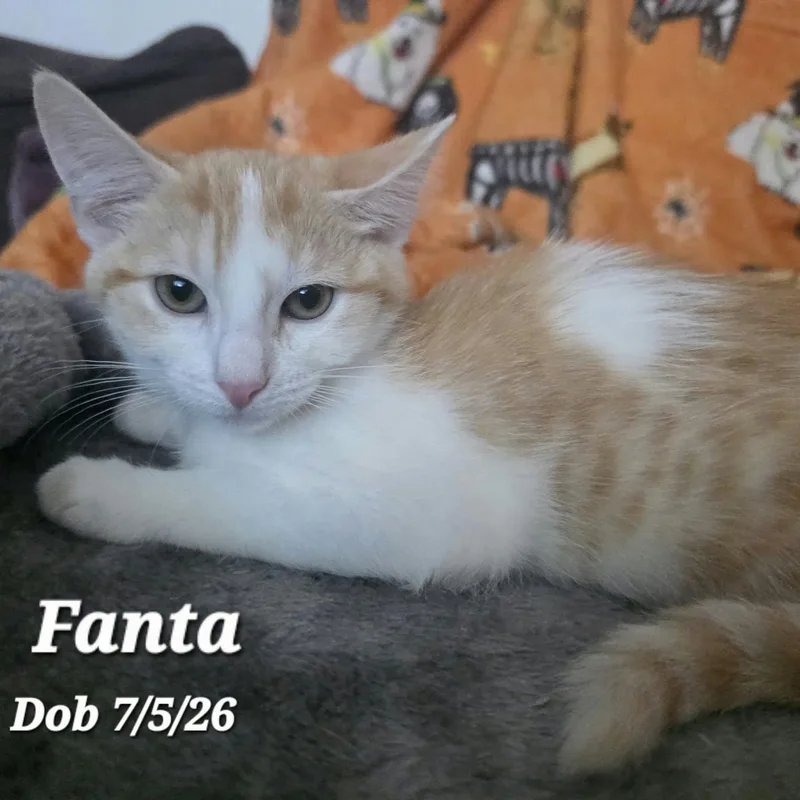 Fanta thumbnail 2