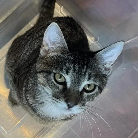 An adult medium-sized female Domestic Short Hair cat named Bahia for adoption in Davie, FL