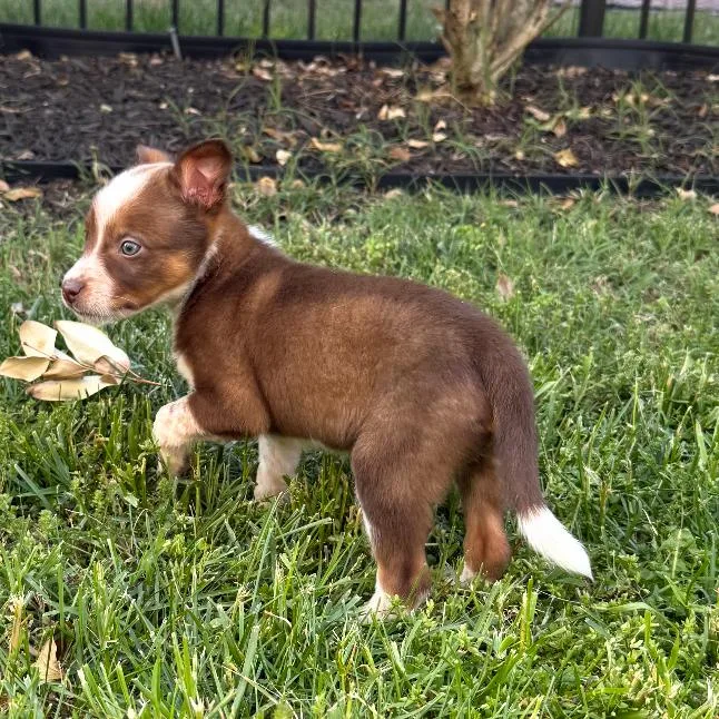 A baby small-sized male Brown / Chocolate Cattle Dog dog named Athari for adoption in Fredericksburg, VA