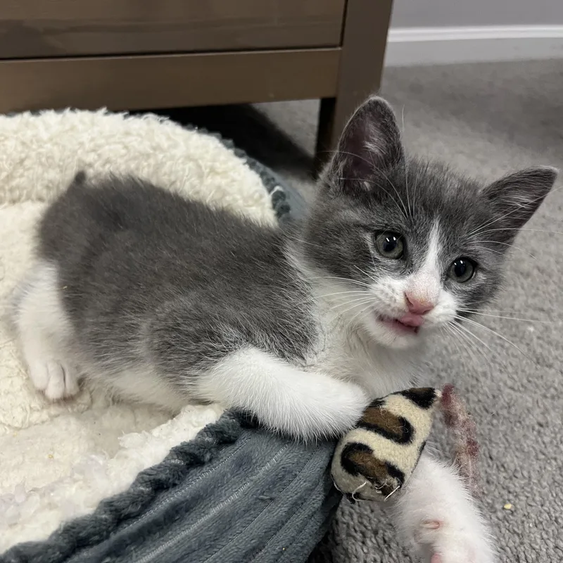 A baby medium-sized male Gray / Blue / Silver Domestic Short Hair cat named Bock for adoption in Hyattsville, MD