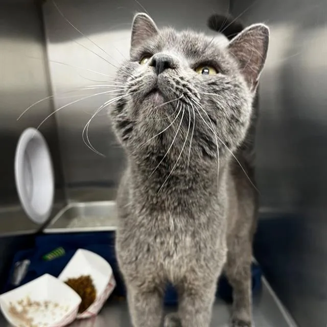 An adult medium-sized male Domestic Short Hair cat named Cordeliusfelv+ for adoption in Boston, MA