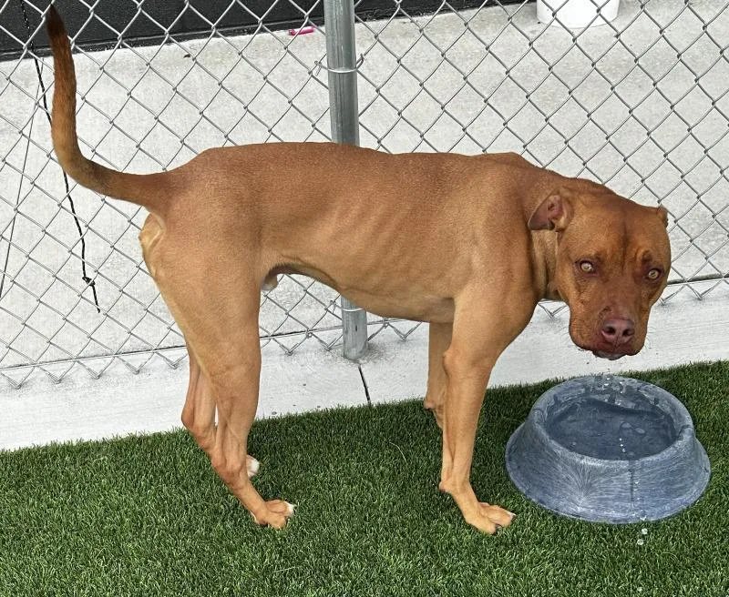 An adult medium-sized male Red / Chestnut / Orange Pit Bull Terrier dog named Redford for adoption in bellefontaine, OH