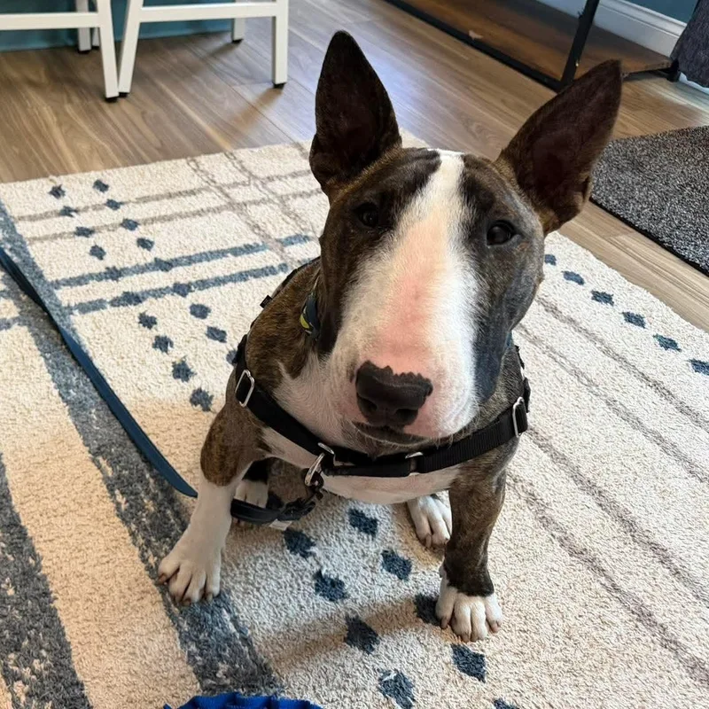 Teddy Ruxpin thumbnail 3