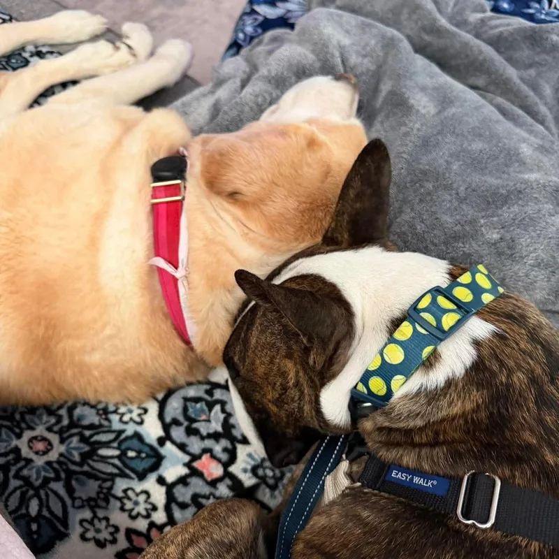 Teddy Ruxpin thumbnail 4