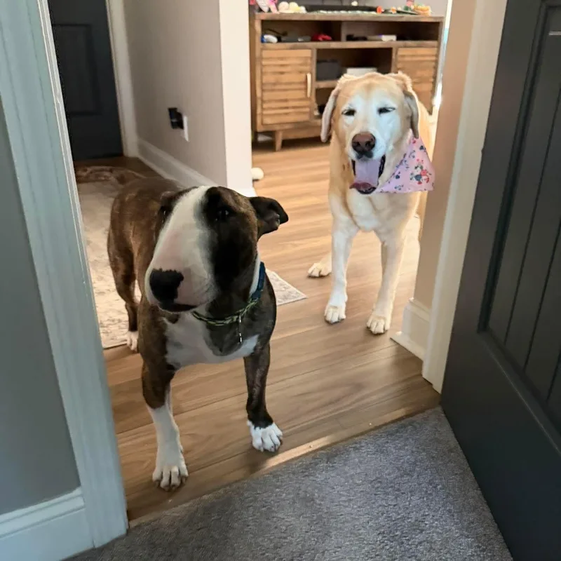 Teddy Ruxpin thumbnail 5