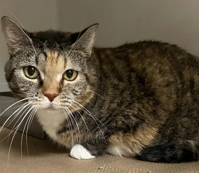 An adult medium-sized female Domestic Short Hair cat named Rice for adoption in Boston, MA
