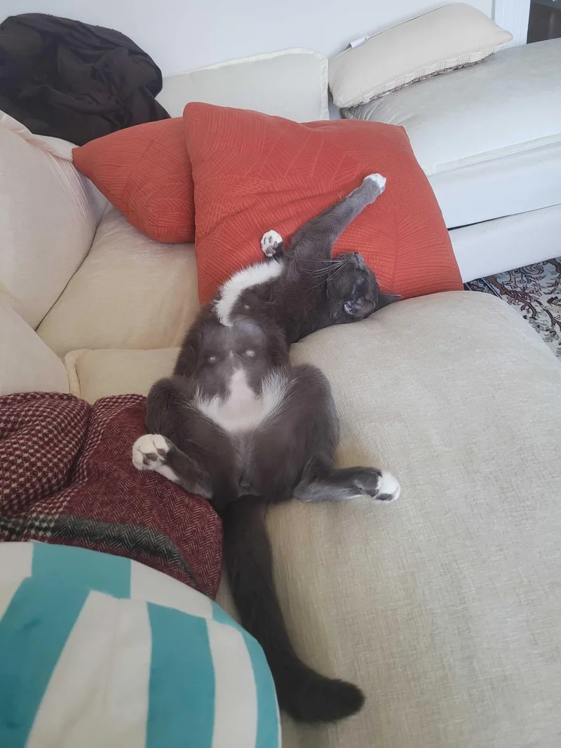 A young medium-sized female Gray & White Domestic Short Hair cat named Conny for adoption in Waltham, MA