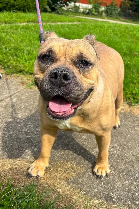 An adult medium-sized female Golden Mixed Breed dog named Lila for adoption in Cincinnati, OH