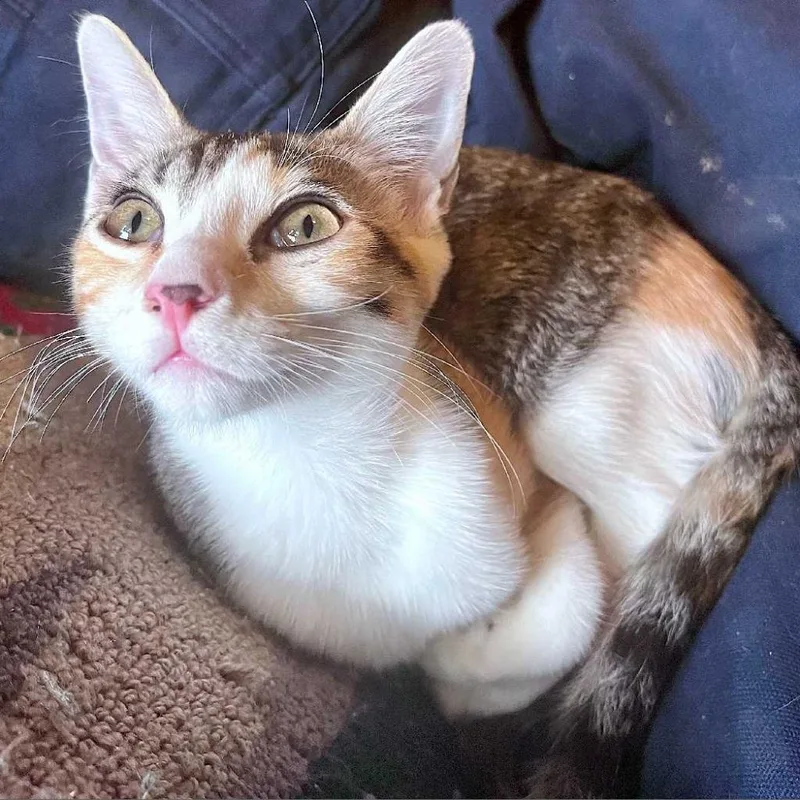 Monkey Lynn Baby thumbnail 2