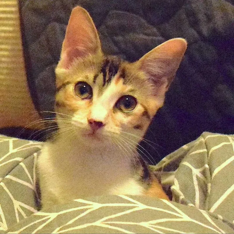 Monkey Lynn Baby thumbnail 3