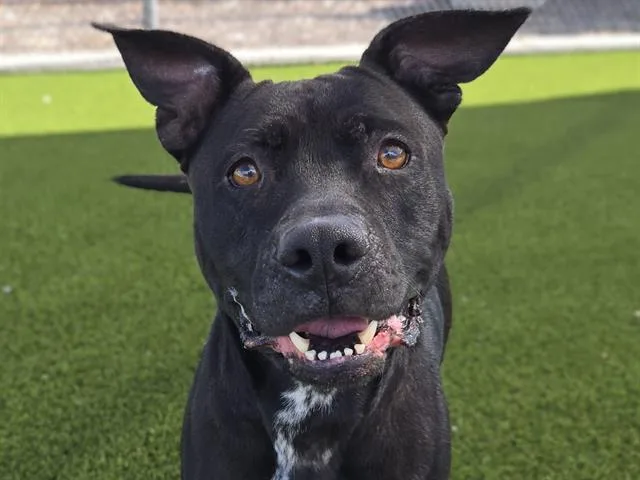 An adult large-sized female Pit Bull Terrier dog named Cerberus for adoption in Auburn, CA