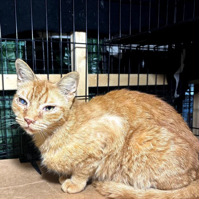 A young small-sized male Orange / Red Domestic Short Hair cat named Mike for adoption in Long Beach, CA