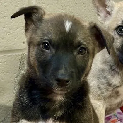 A baby medium-sized female Border Collie dog named Splish for adoption in Sacramento, CA