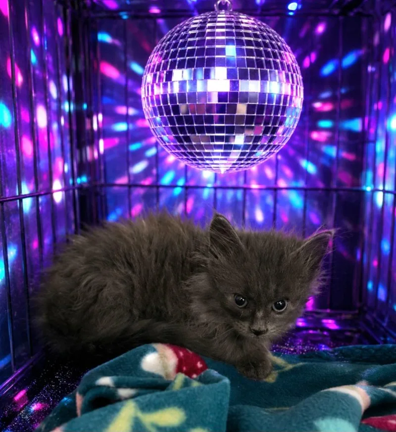 A baby small-sized female Domestic Long Hair cat named Discoball for adoption in Washington Court House, OH