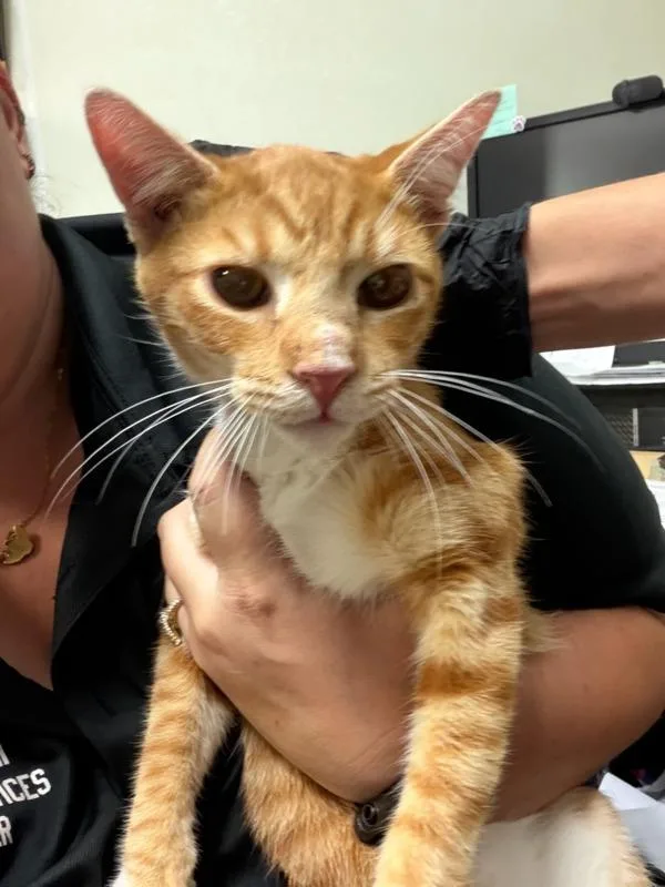 A young medium-sized male Domestic Short Hair cat named Toby for adoption in Tulare, CA