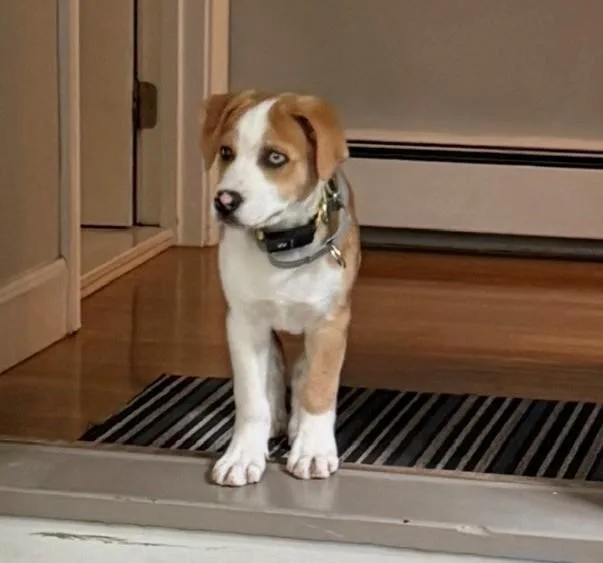 A baby medium-sized male Red / Chestnut / Orange Australian Shepherd dog named Keegan Wishbone  Local for adoption in Andover, MA