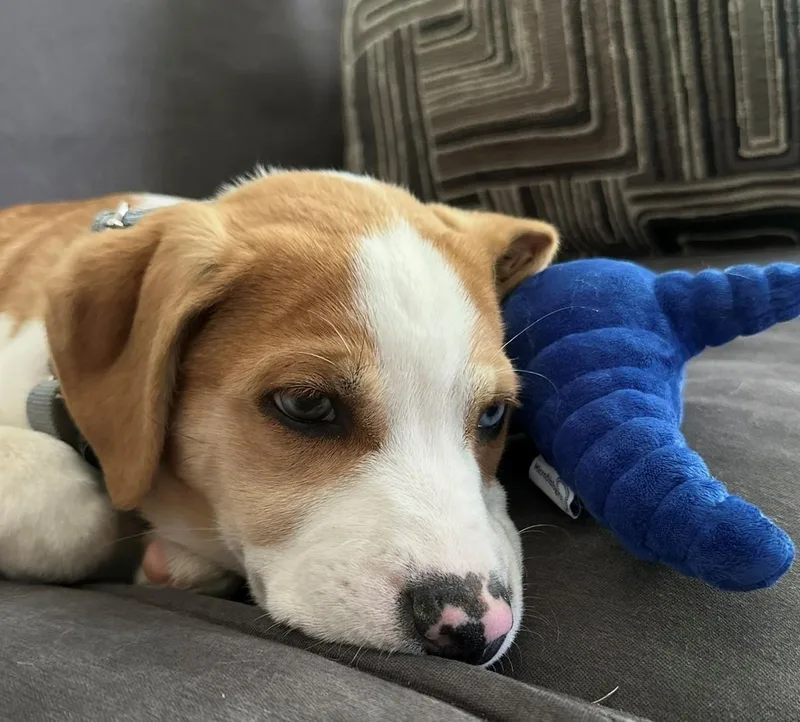Keegan Wishbone  Local thumbnail 4
