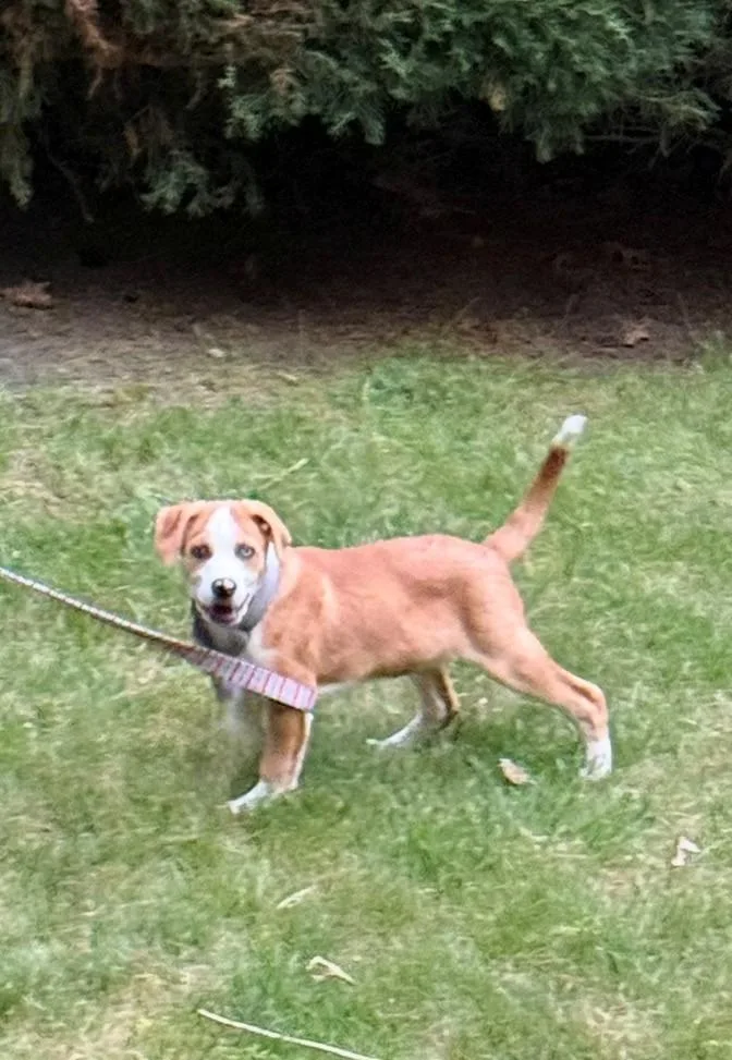 Keegan Wishbone  Local thumbnail 6