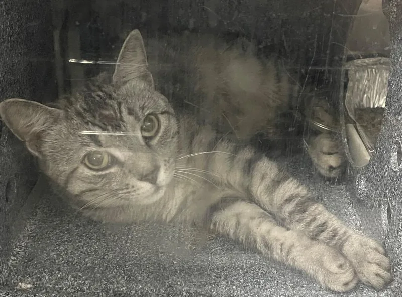 A young medium-sized male Domestic Short Hair cat named Jessie for adoption in Henderson, NC