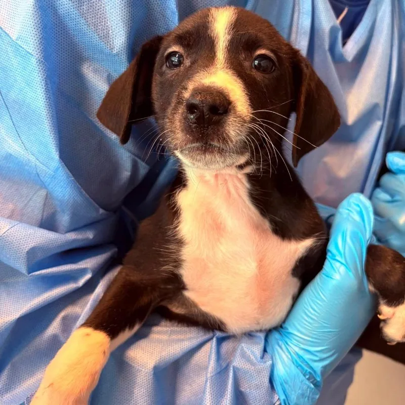 A baby small-sized female Mixed Breed dog named Bettina for adoption in Huntington, WV