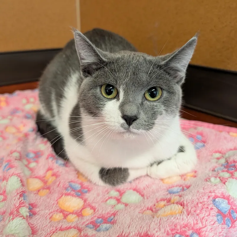 A young medium-sized female Gray & White Domestic Short Hair cat named Jeanette for adoption in Rochester, MN