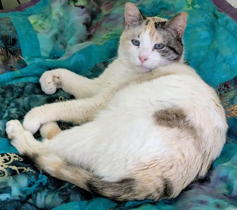 An adult medium-sized female Domestic Short Hair cat named Brie for adoption in Crystal, MN