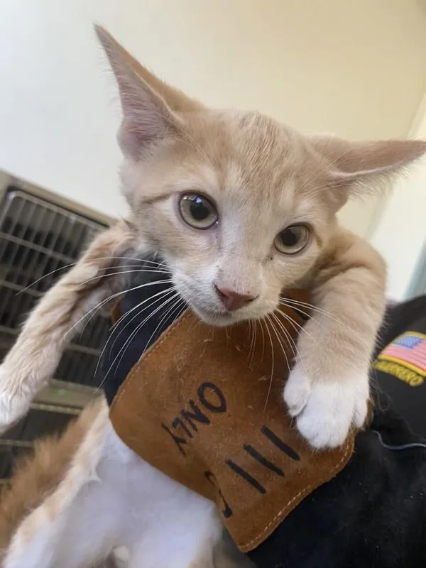 A baby small-sized male Domestic Short Hair cat named Griz for adoption in Victorville, CA