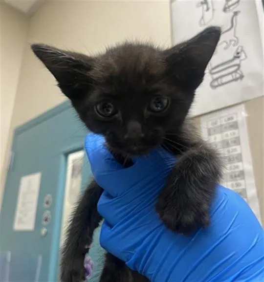 A baby small-sized male Domestic Long Hair cat named Side Salad for adoption in Las Vegas, NV