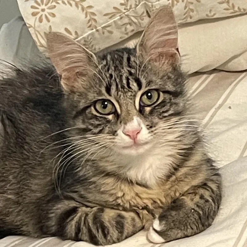 A baby medium-sized female Brown / Chocolate Domestic Medium Hair cat named Tabitha for adoption in Port Richey, FL