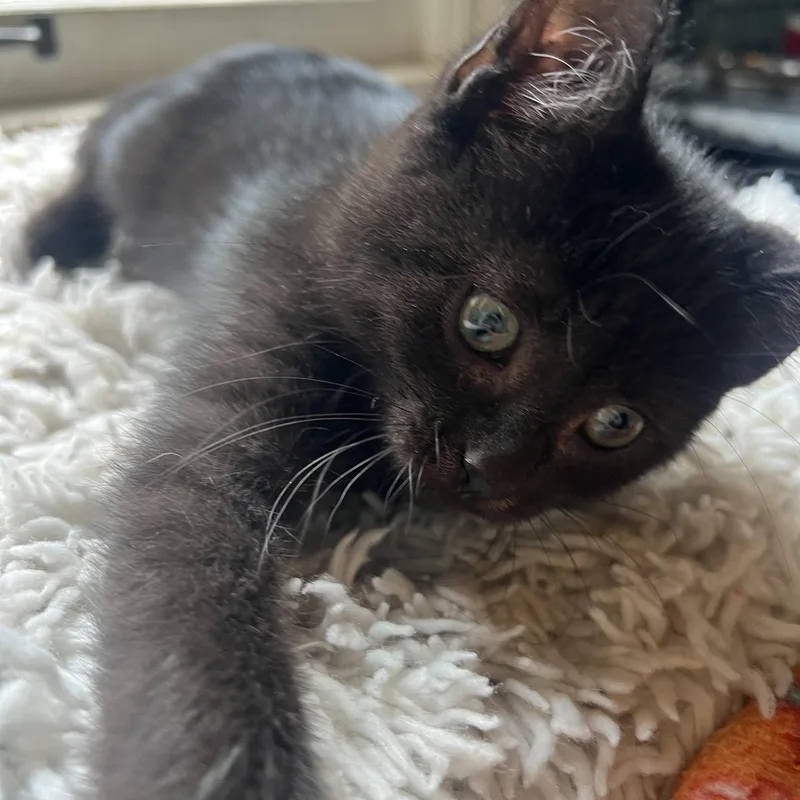 A baby medium-sized male Domestic Medium Hair cat named Robin for adoption in Racine, WI