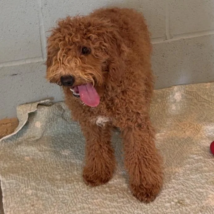 An adult small-sized female Apricot / Beige Mixed Breed dog named Gloria for adoption in LOXAHATCHEE, FL