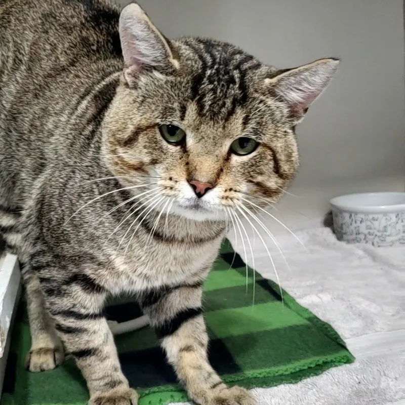 An adult large-sized male Tabby (Gray / Blue / Silver) Domestic Short Hair cat named Charles for adoption in Hutchinson, MN