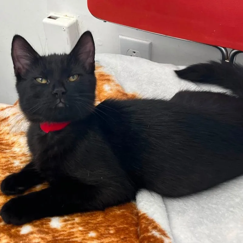 A baby small-sized female Black Domestic Medium Hair cat named Destiny for adoption in Hamburg, NY