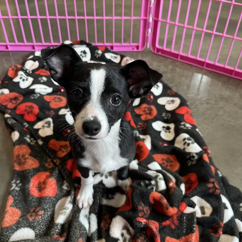 A baby small-sized male Chihuahua dog named Ravioli for adoption in Salisbury, NC