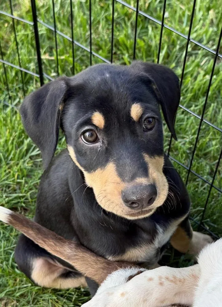 A baby small-sized male Brown / Chocolate Australian Cattle Dog / Blue Heeler dog named Ryan for adoption in Colorado Springs, CO