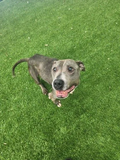An adult large-sized female Mixed Breed dog named Kayda for adoption in Munster, IN