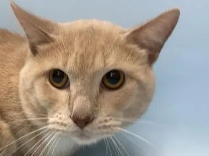 An adult small-sized male Domestic Short Hair cat named Cookie Dough for adoption in Coon Rapids, MN