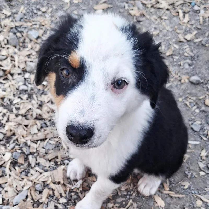 A baby medium-sized female Tricolor (Brown, Black, & White) Australian Shepherd dog named Lily for adoption in Albany, NY
