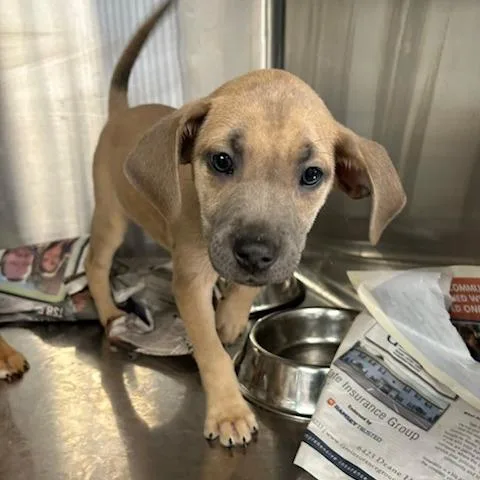 A baby small-sized female Mountain Cur dog named Groundhog for adoption in Knoxville, TN