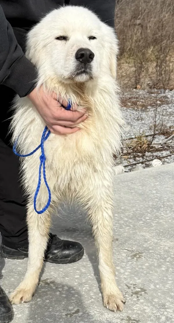 An adult extra large-sized male Great Pyrenees dog named Dozer for adoption in Campbellsville, KY
