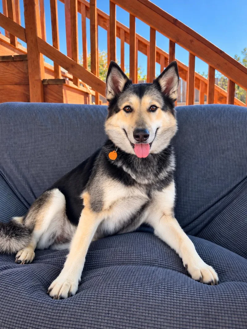 An adult medium-sized female German Shepherd Dog dog named Maxie for adoption in Oakland, CA