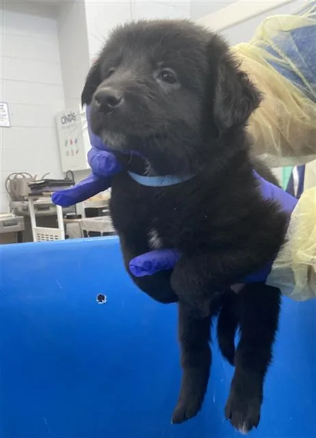 A baby large-sized female Mixed Breed dog named Glitter for adoption in Dallas, TX