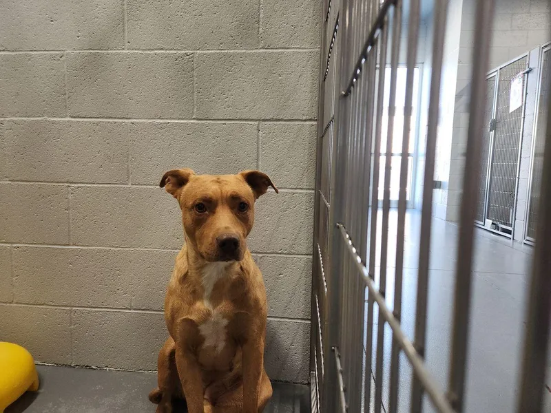 An adult large-sized female American Staffordshire Terrier dog named Pretty for adoption in Kingman, AZ