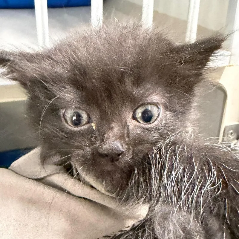 A baby small-sized female Gray / Blue / Silver Domestic Short Hair cat named Rosalind for adoption in Summerville, SC