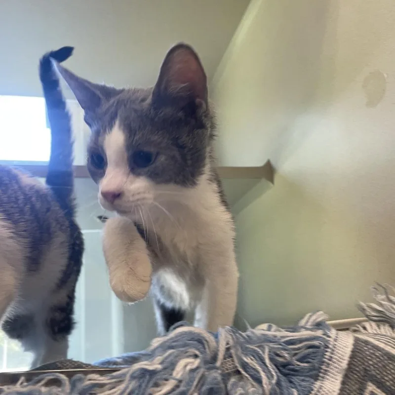 A baby small-sized male Gray / Blue / Silver Domestic Short Hair cat named DMV Line for adoption in Gloucester, VA