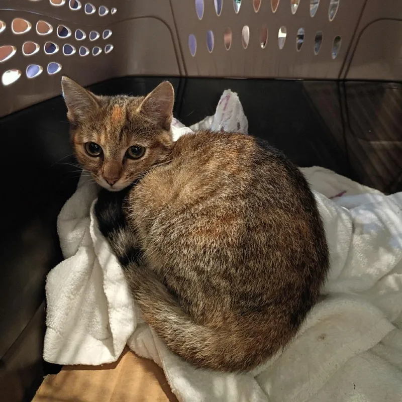 A baby small-sized female Torbie Domestic Short Hair cat named Alana for adoption in Lynchburg, VA