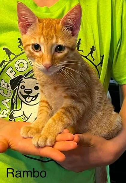 A young small-sized male Domestic Short Hair cat named Rambo for adoption in Beatrice, NE