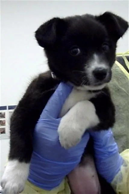 A baby large-sized female Border Collie dog named Maebell for adoption in Mesa, AZ