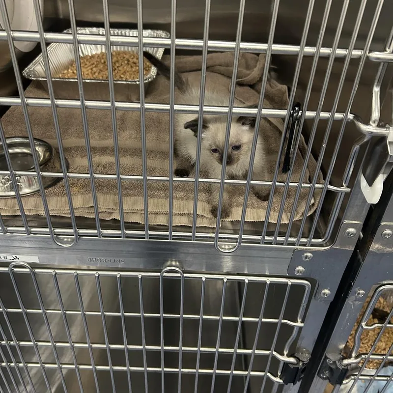 A baby small-sized female White Domestic Short Hair cat named Meadow for adoption in Greensboro, NC