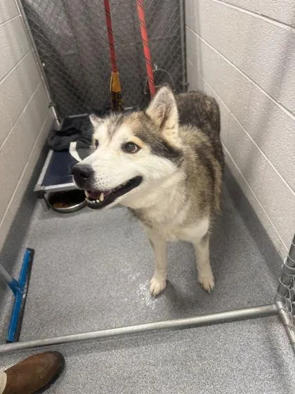 A senior large-sized female Mixed Breed dog named Echo for adoption in Sevierville, TN